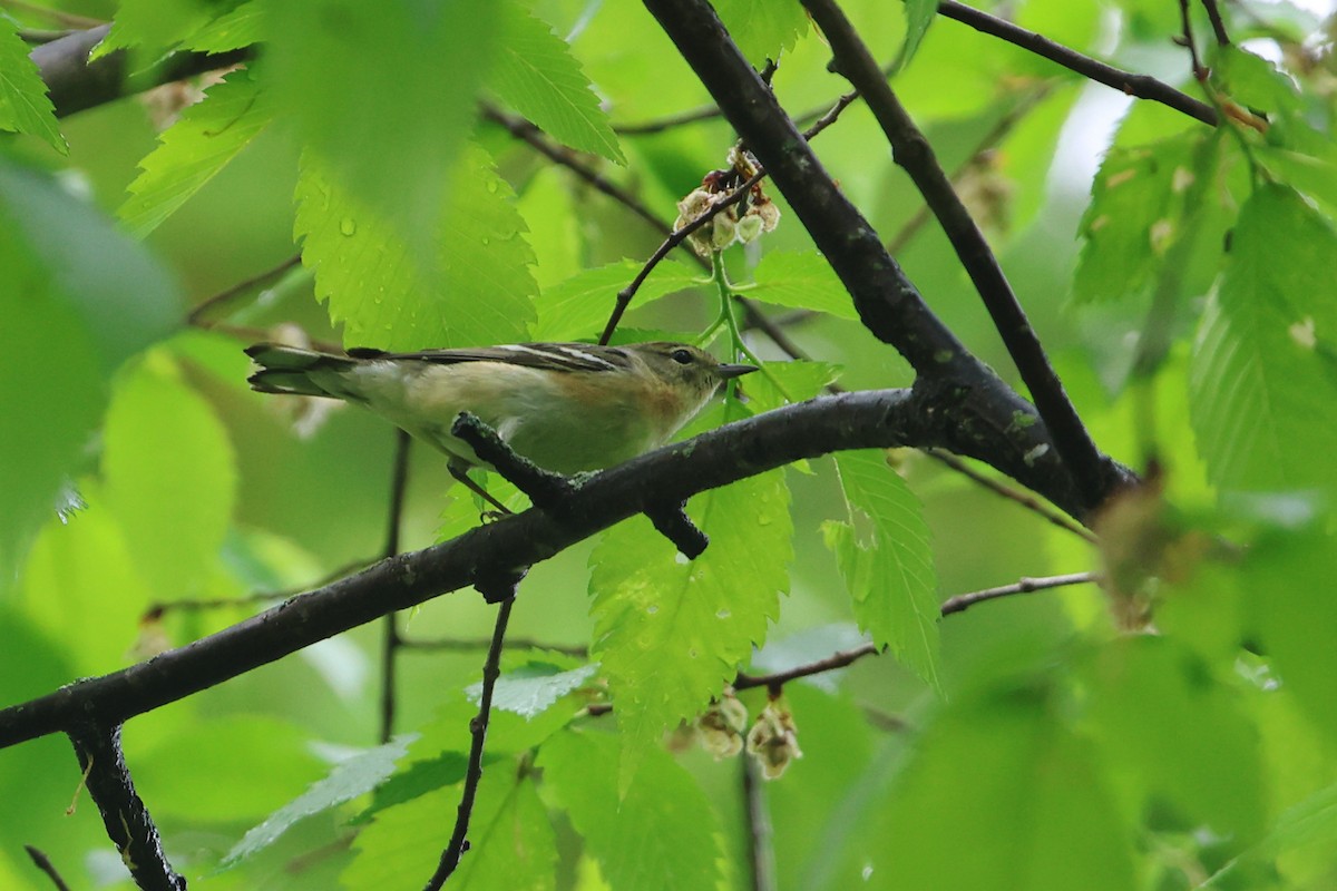 Bay-breasted Warbler - Gang Wu