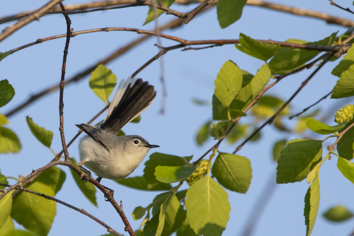 Blue-gray Gnatcatcher - Kyle Nelson