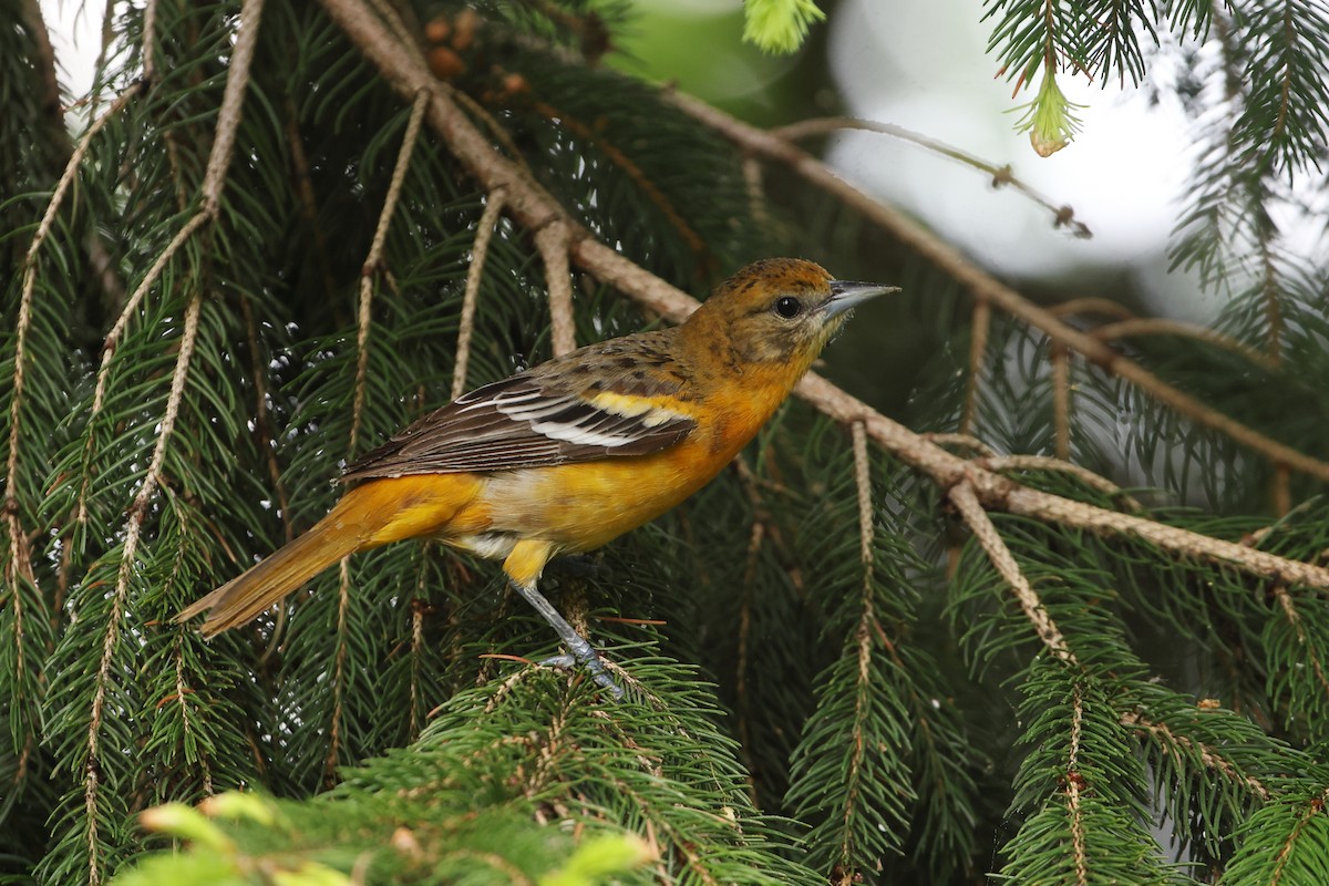 Baltimore Oriole - Gang Wu