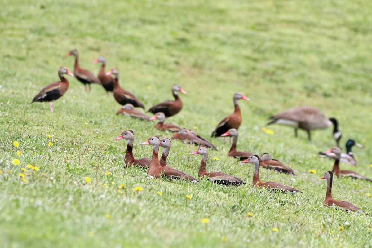 Black-bellied Whistling-Duck - Melissa Ludwig