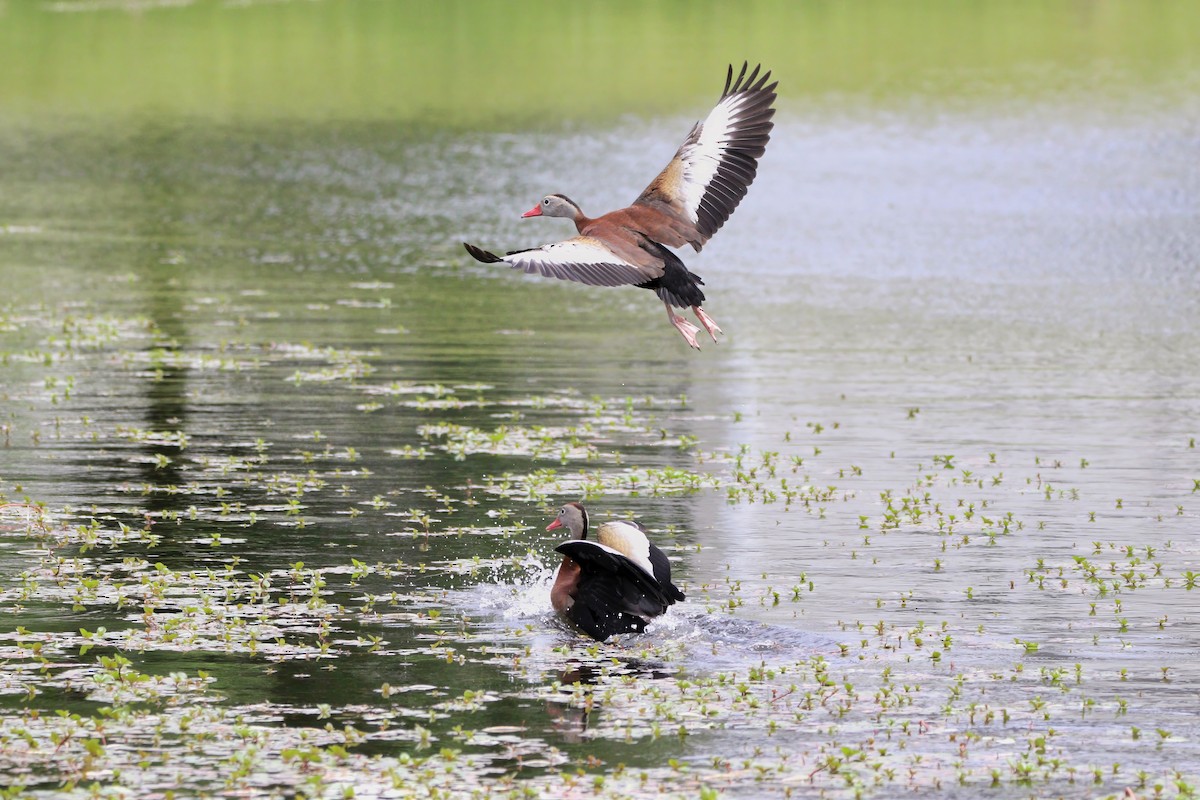 Black-bellied Whistling-Duck - Melissa Ludwig