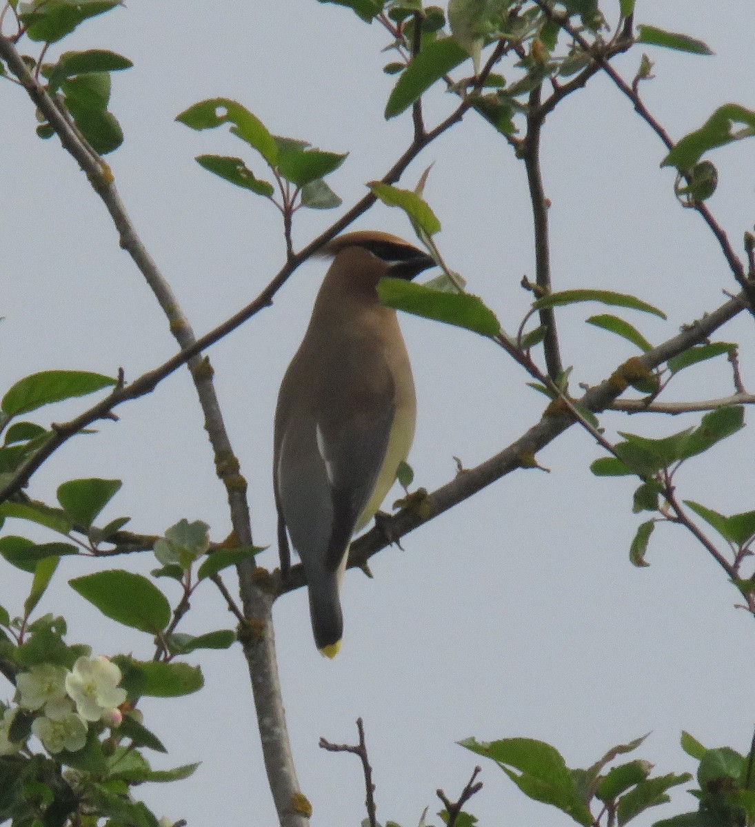 Cedar Waxwing - ML619404627