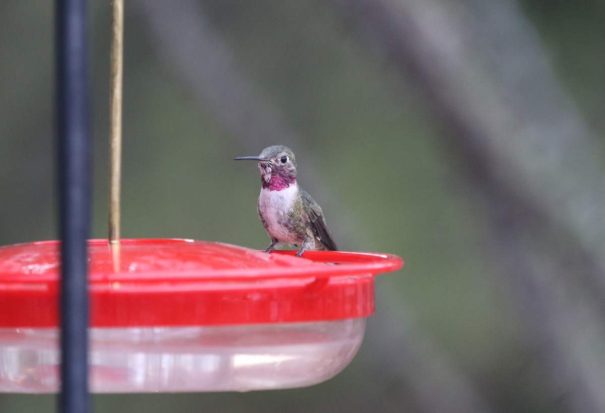 Broad-tailed Hummingbird - James (Jim) Holmes
