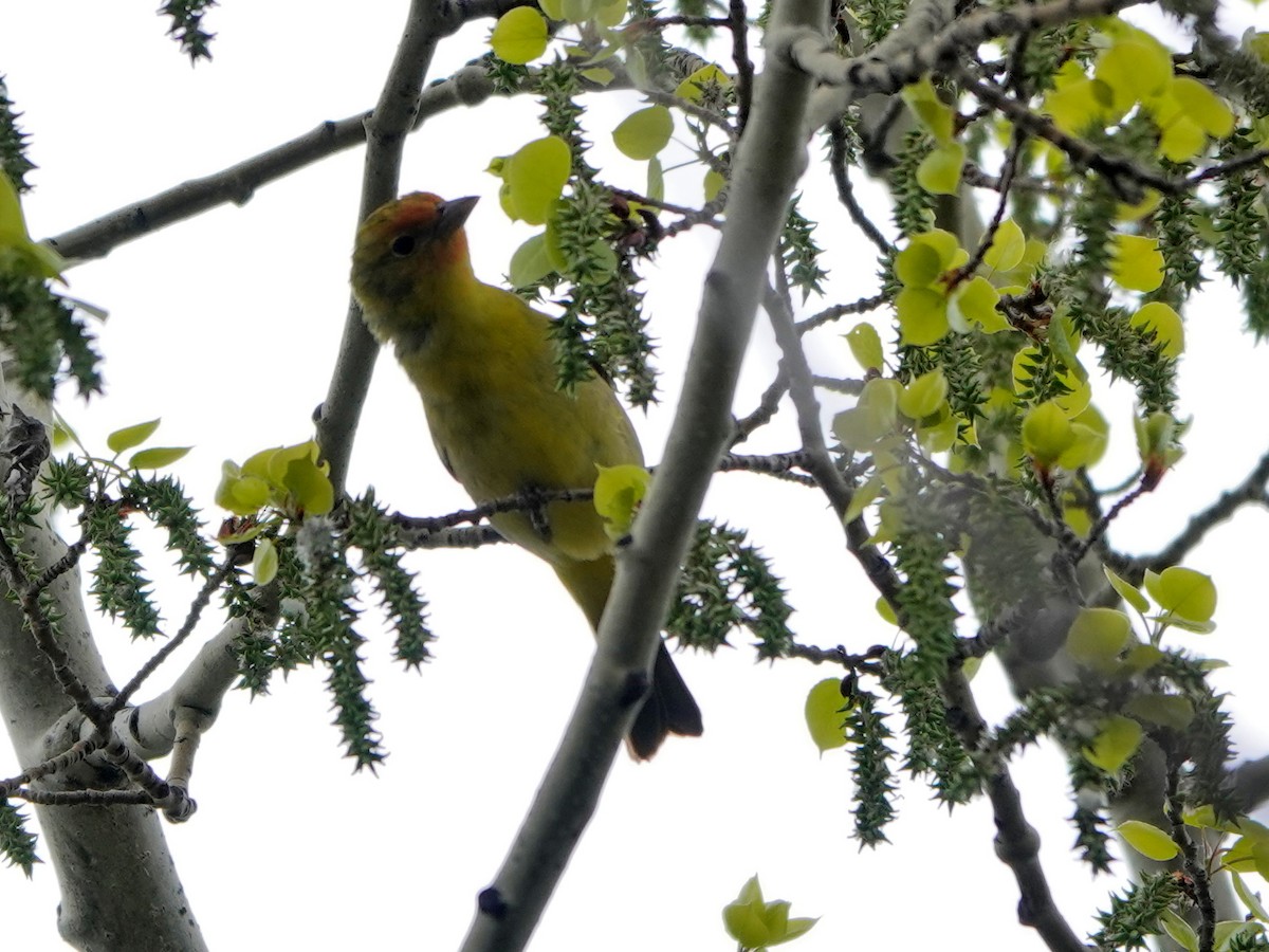 Western Tanager - ML619404649