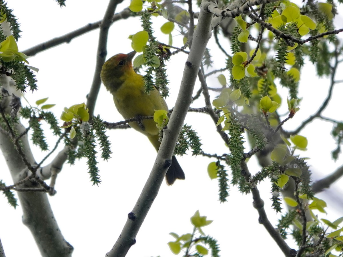 Western Tanager - ML619404650
