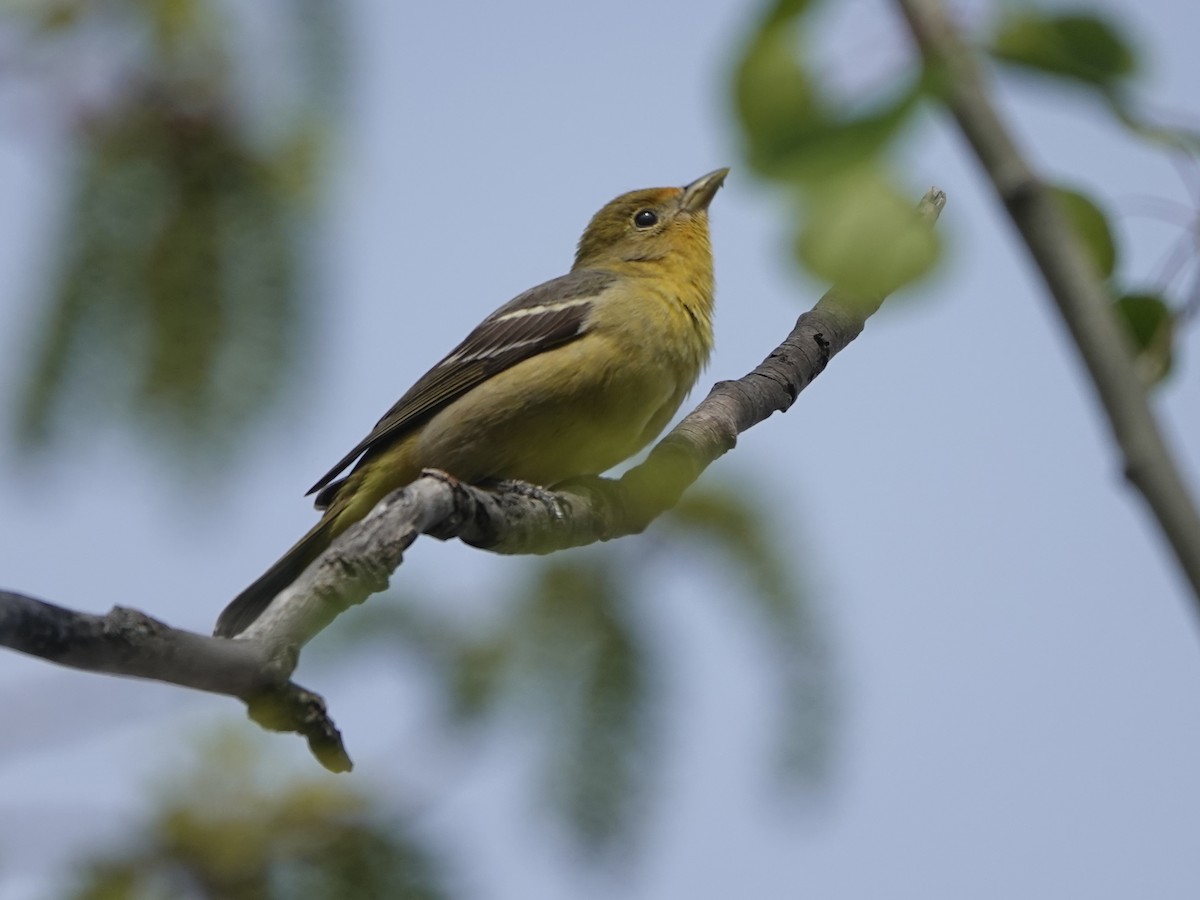 Western Tanager - ML619404651