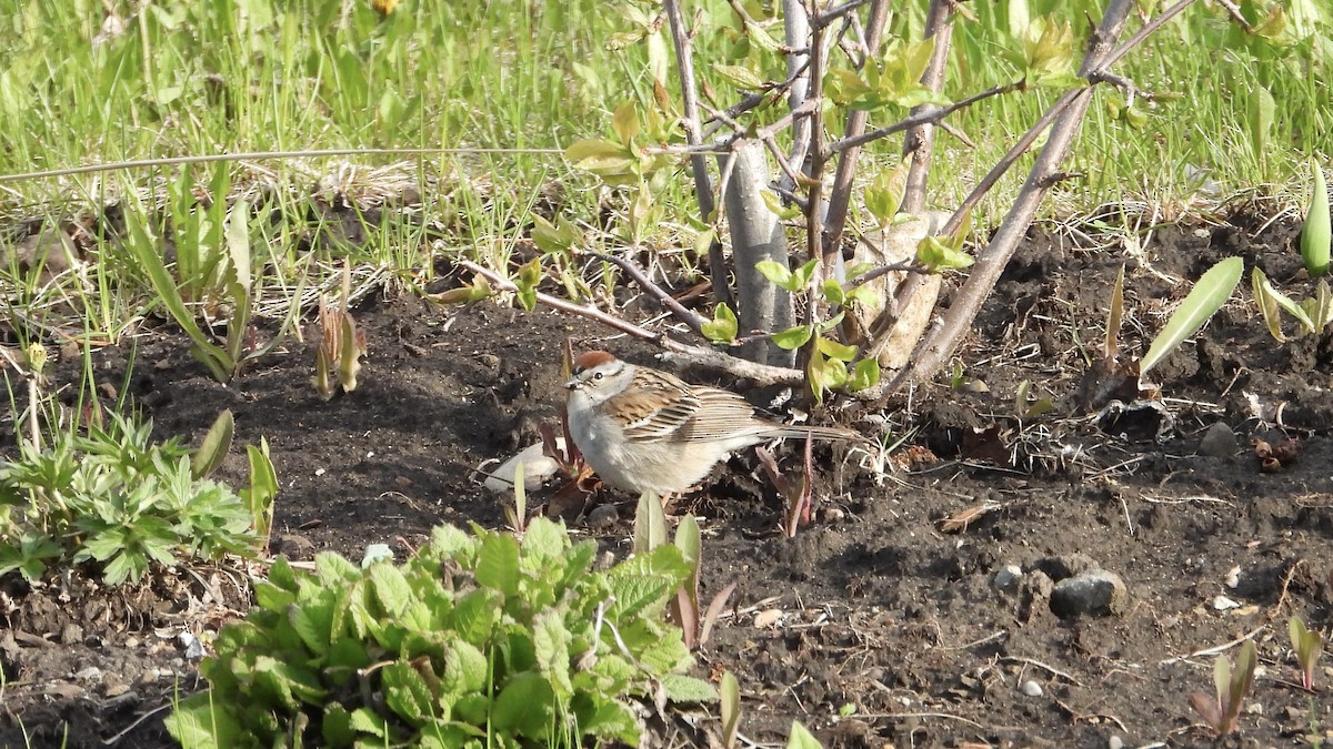 Chipping Sparrow - George Halmazna