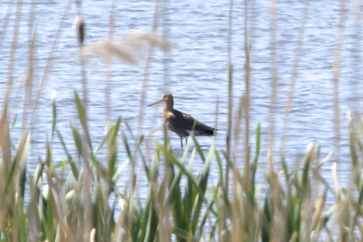 Black-tailed Godwit - ML619404666