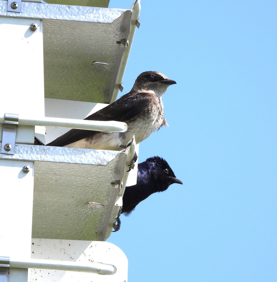 Purple Martin - ML619404672