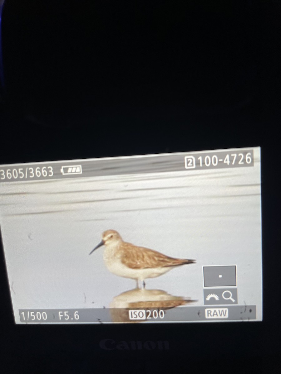 Curlew Sandpiper - Ian Pennycook