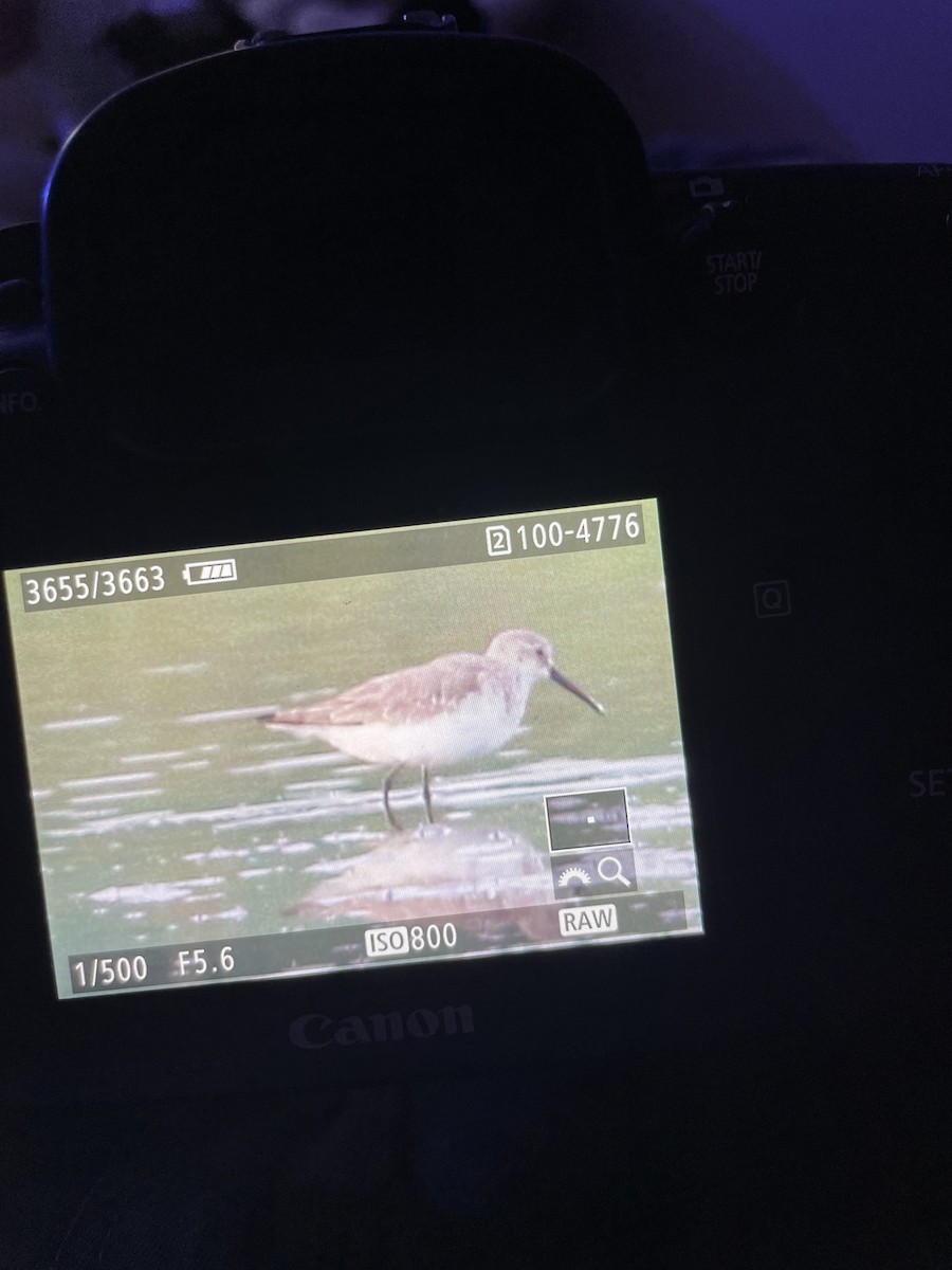 Curlew Sandpiper - Ian Pennycook