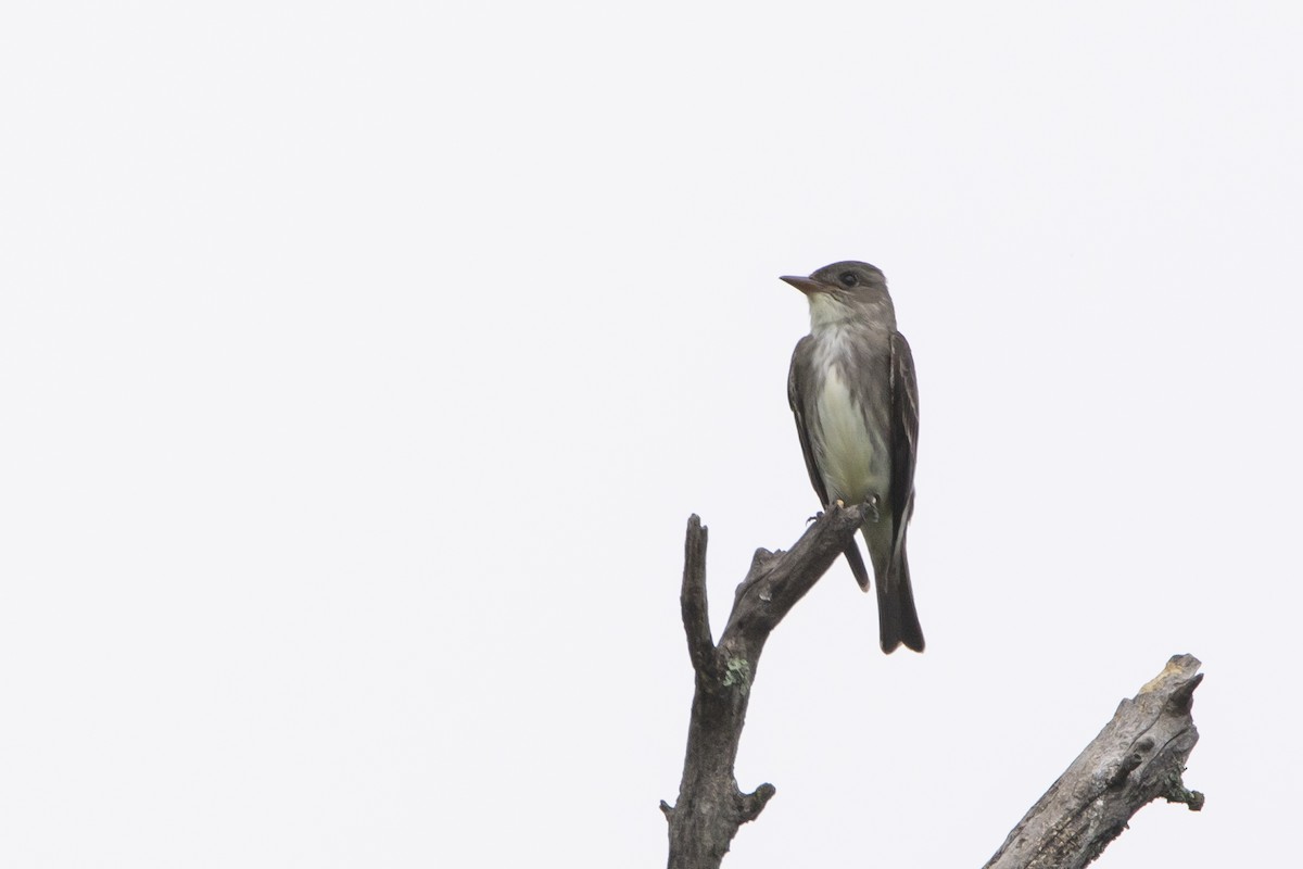 Olive-sided Flycatcher - ML619404692