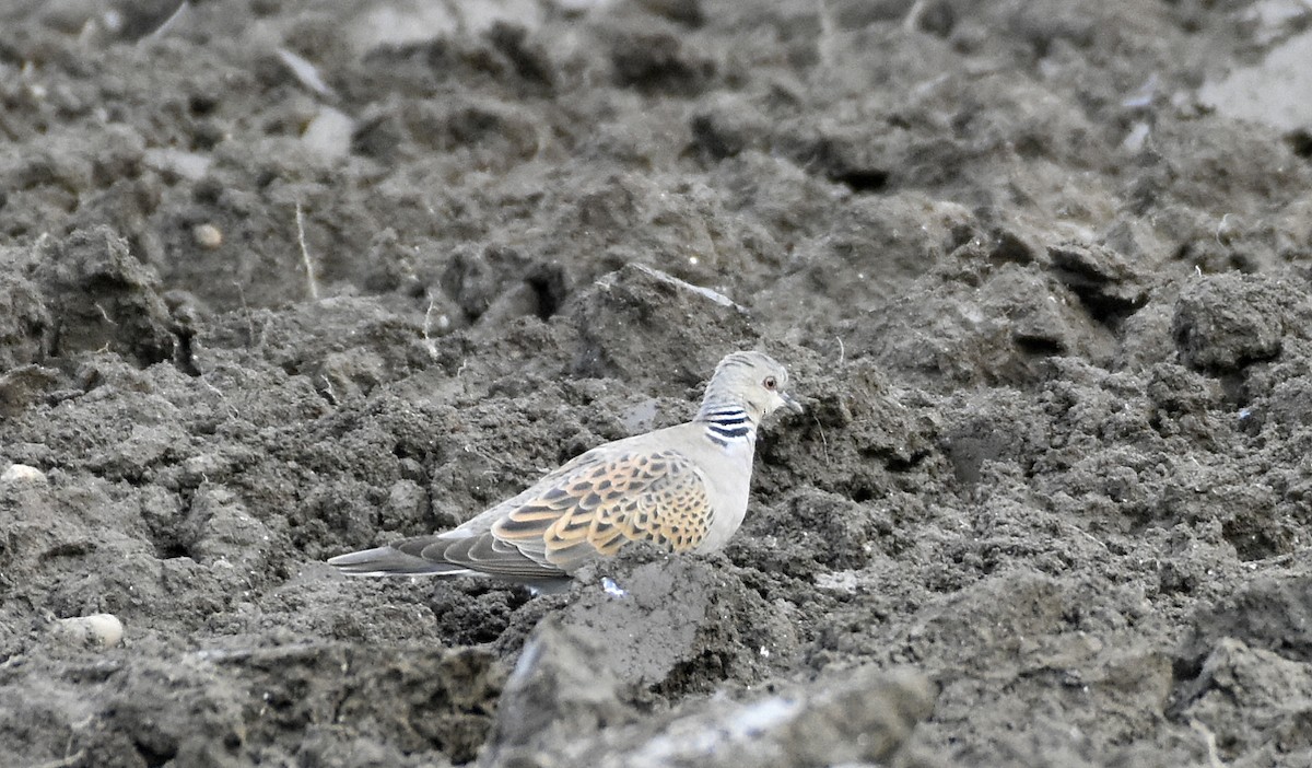 European Turtle-Dove - Agostinho Oliveira