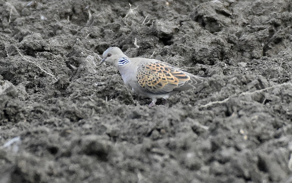 European Turtle-Dove - Agostinho Oliveira