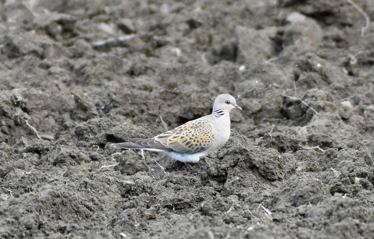 European Turtle-Dove - Agostinho Oliveira