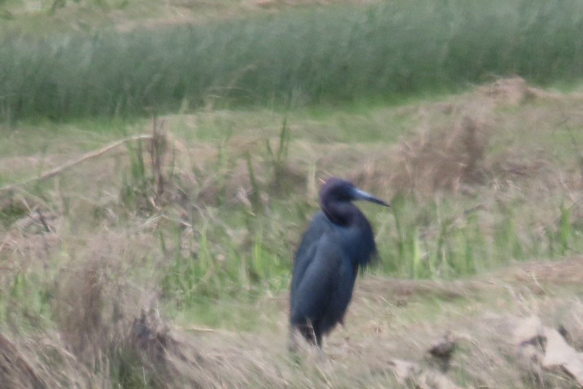 Little Blue Heron - Mike Gooley