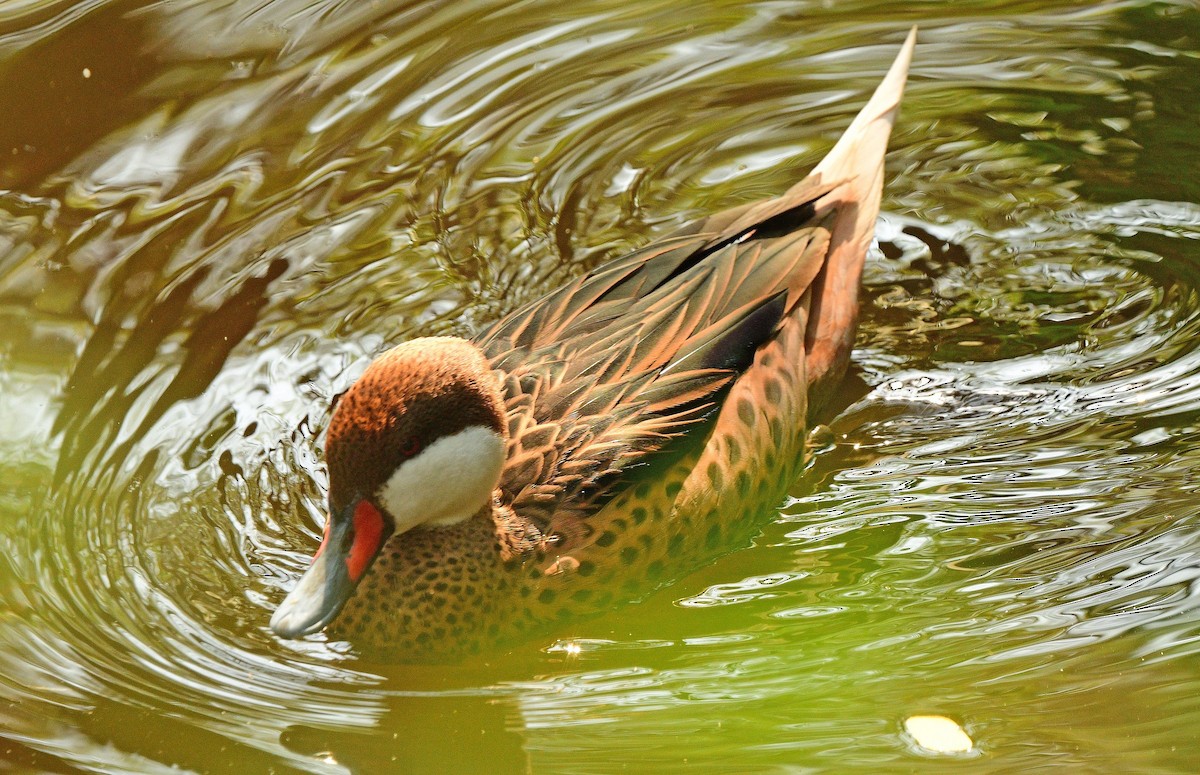 White-cheeked Pintail - François Hamel