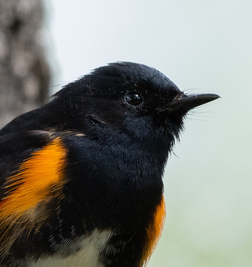 American Redstart - Kevin Rutherford