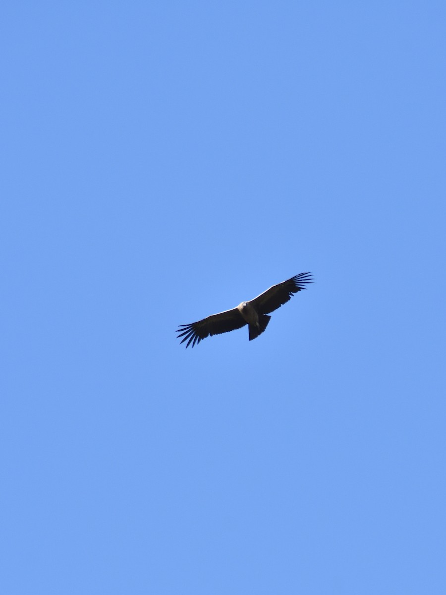 Andean Condor - Sebastián Vizcarra