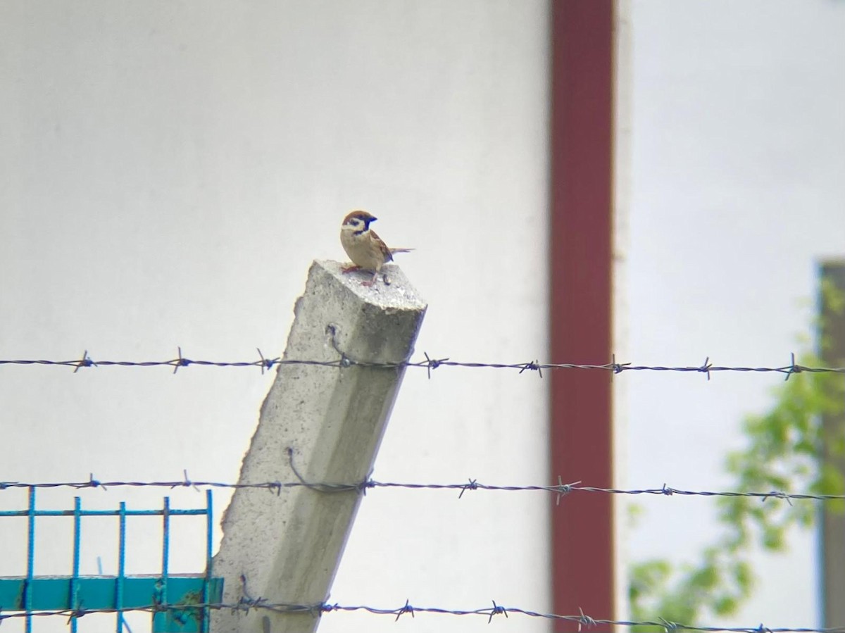 Eurasian Tree Sparrow - ML619404736