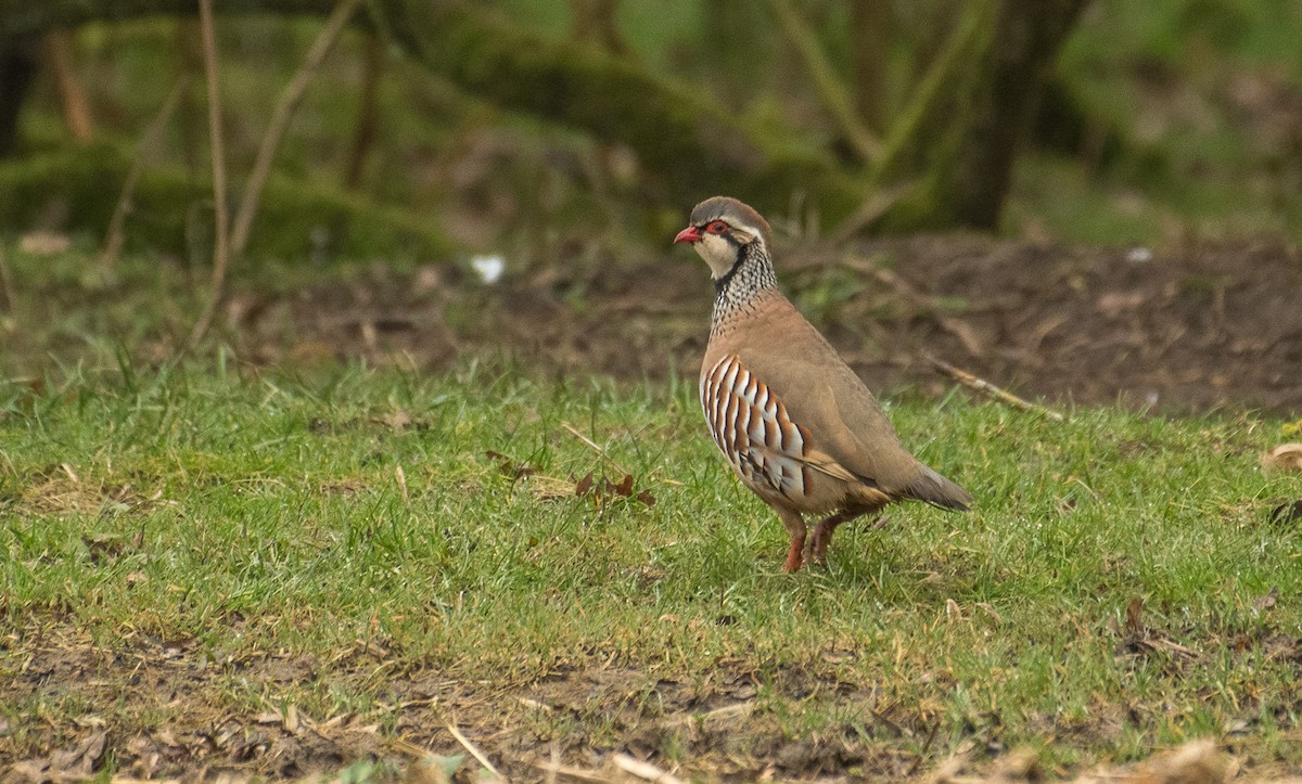 Red-legged Partridge - Theo de Clermont