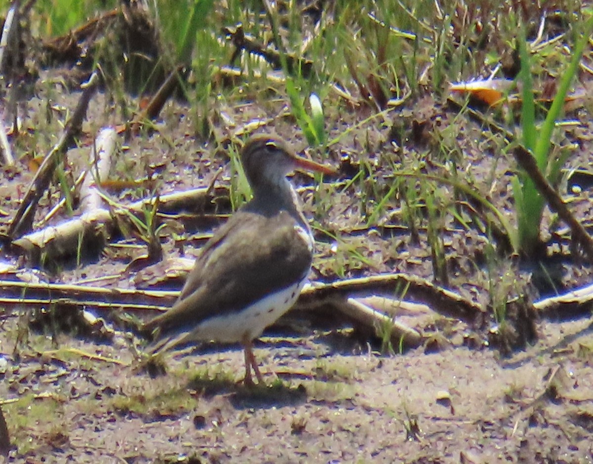 Spotted Sandpiper - ML619404751