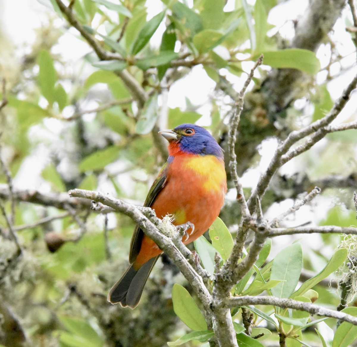 Painted Bunting - Colin Krug