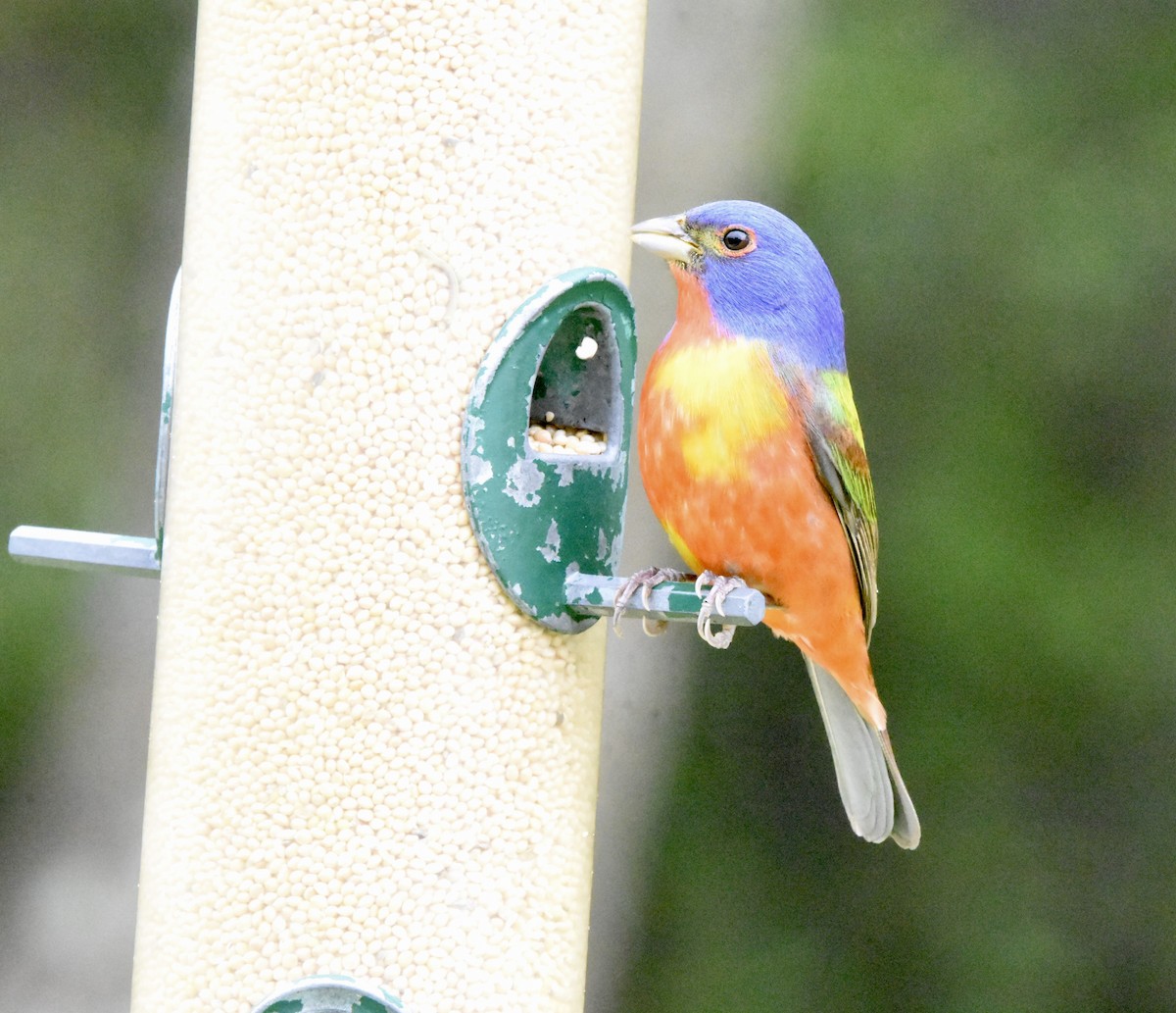 Painted Bunting - ML619404754