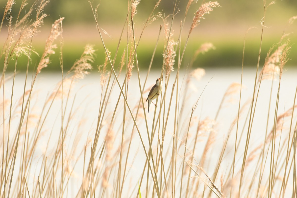Common Reed Warbler - Sunanda Vinayachandran