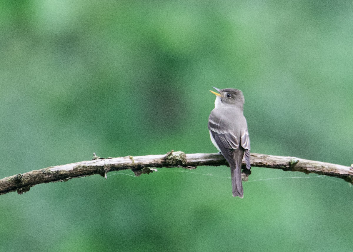 Eastern Wood-Pewee - ML619404773