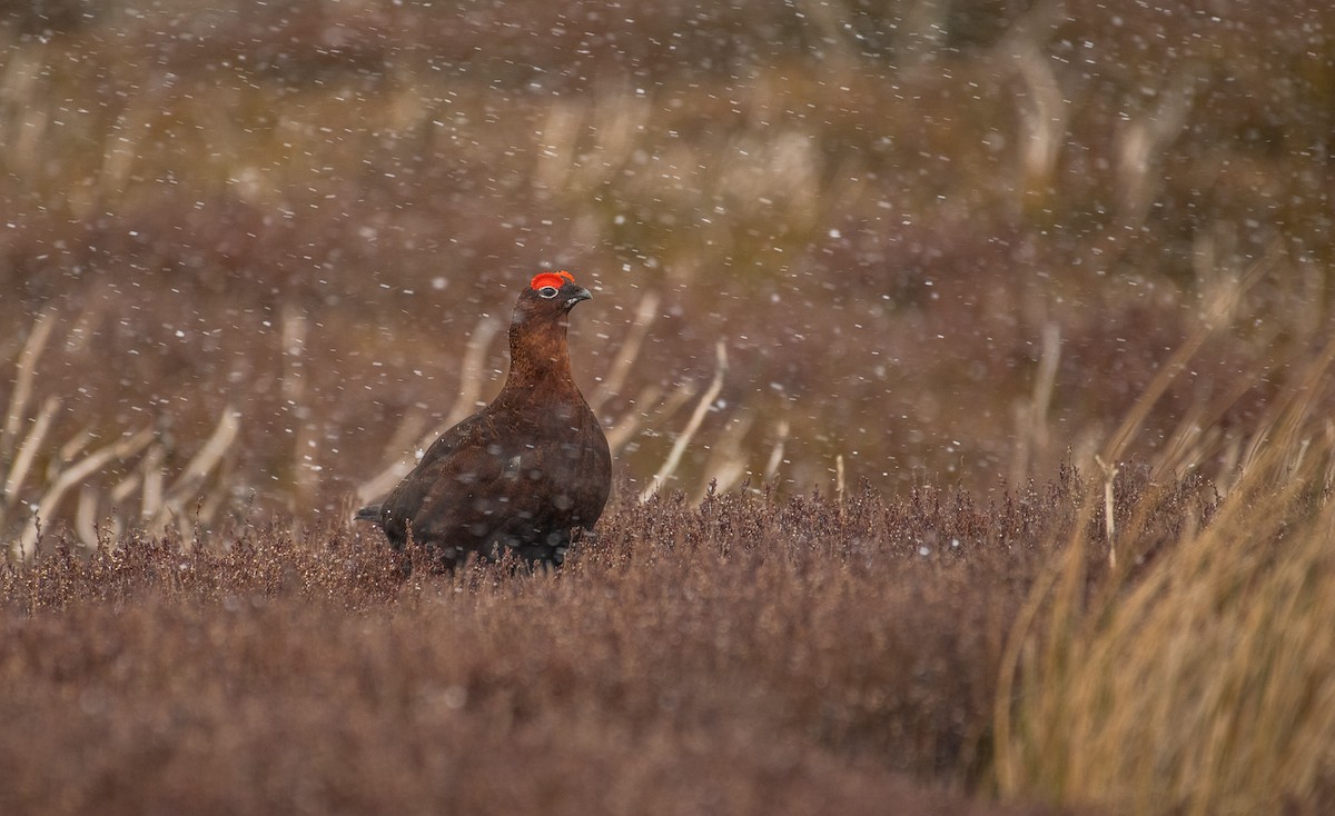 Willow Ptarmigan (Red Grouse) - Theo de Clermont