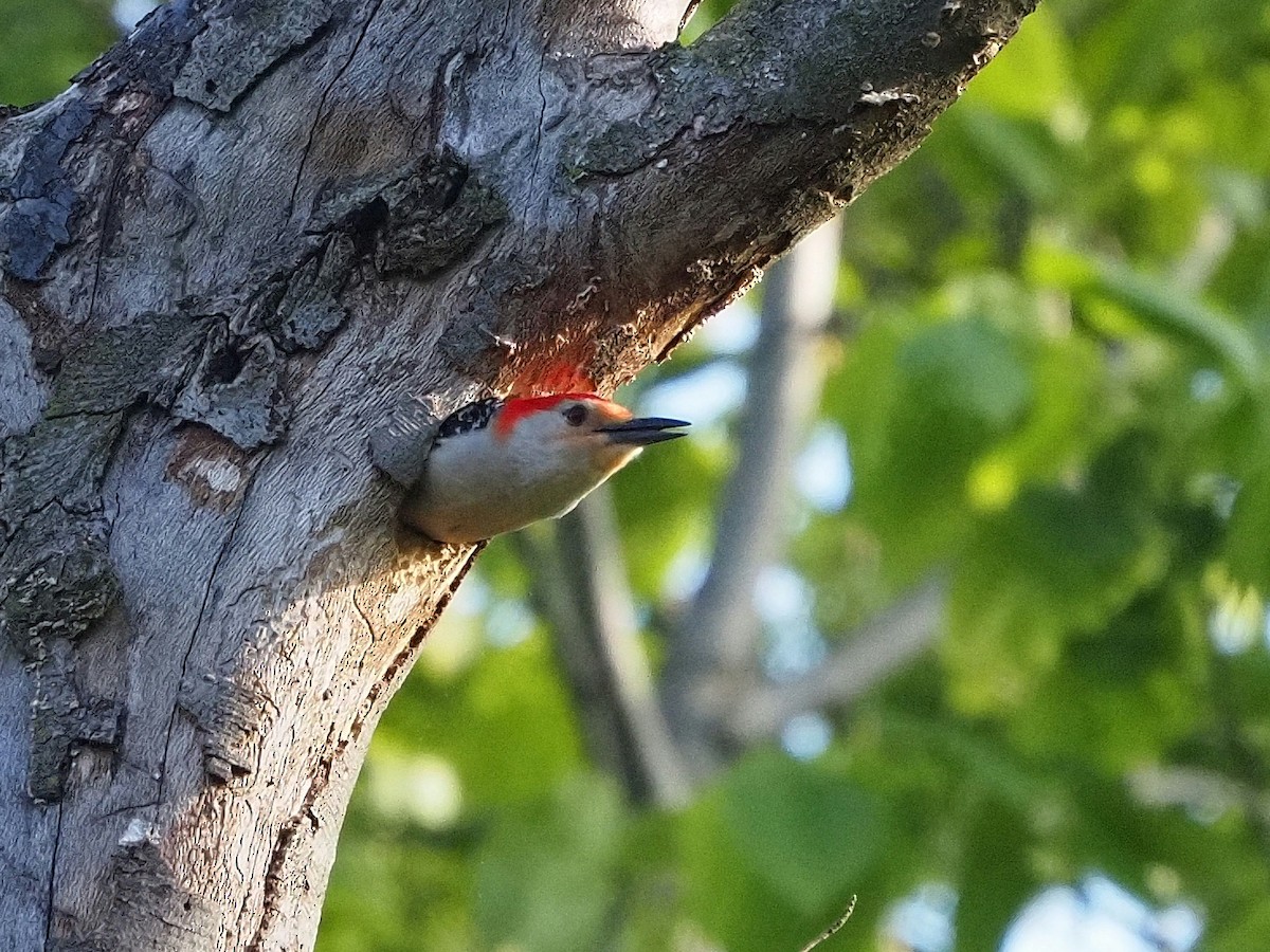 Red-bellied Woodpecker - Bill Kunze