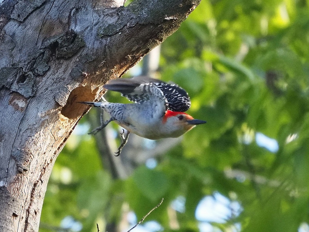 Red-bellied Woodpecker - Bill Kunze