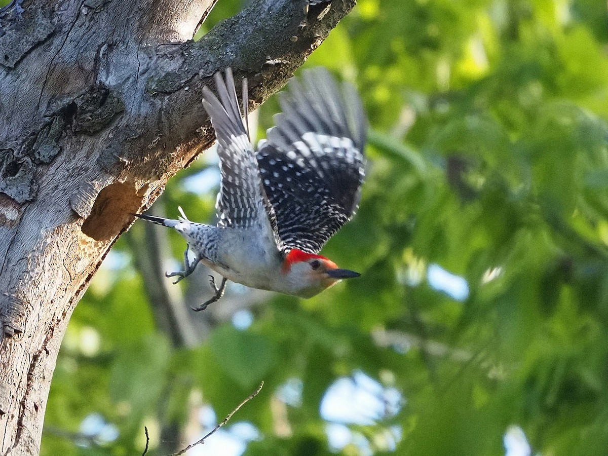 Red-bellied Woodpecker - Bill Kunze