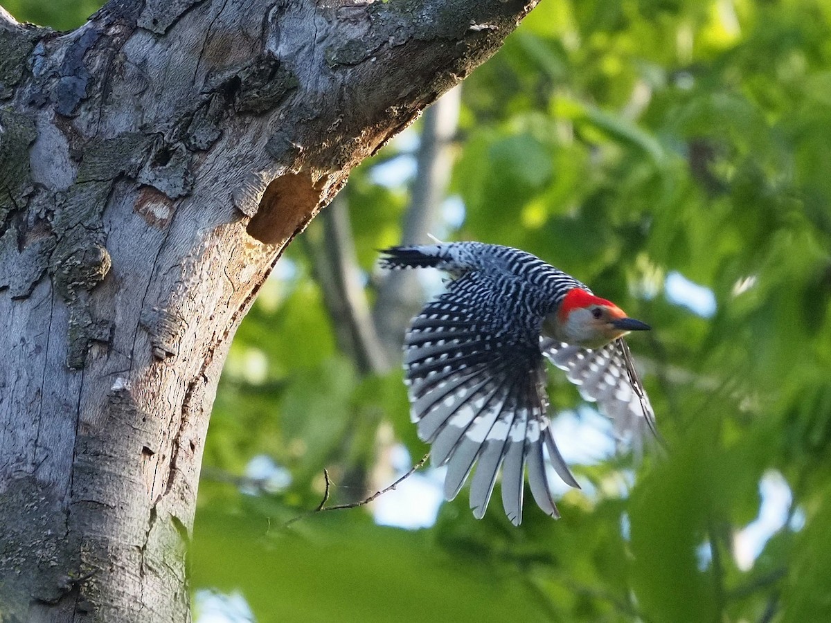 Red-bellied Woodpecker - Bill Kunze