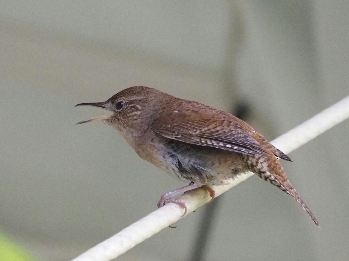 House Wren - Bill Kunze