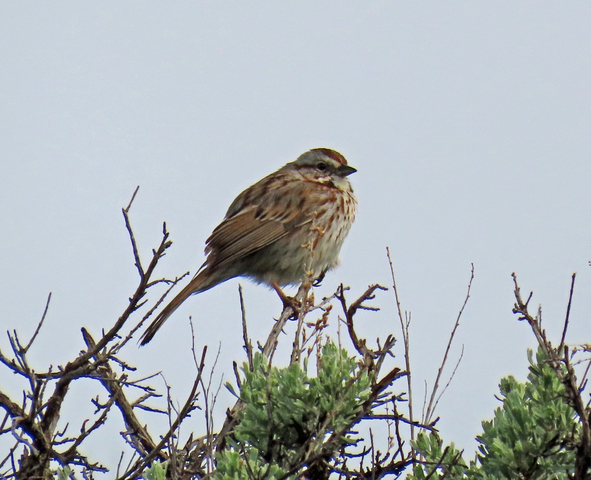 Song Sparrow - JoAnn Potter Riggle 🦤