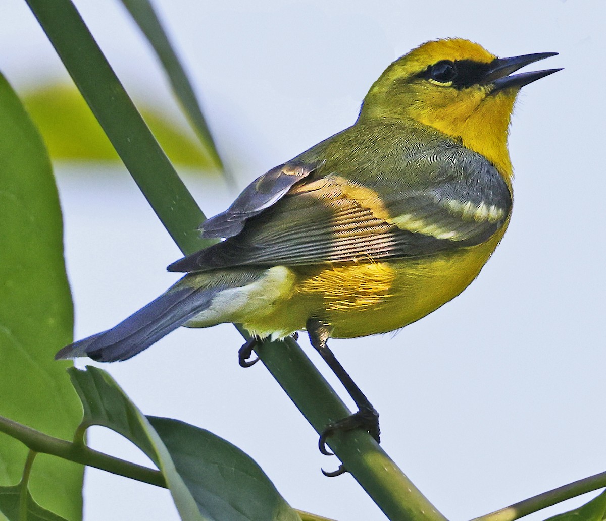 Blauflügel-Waldsänger - ML619404811