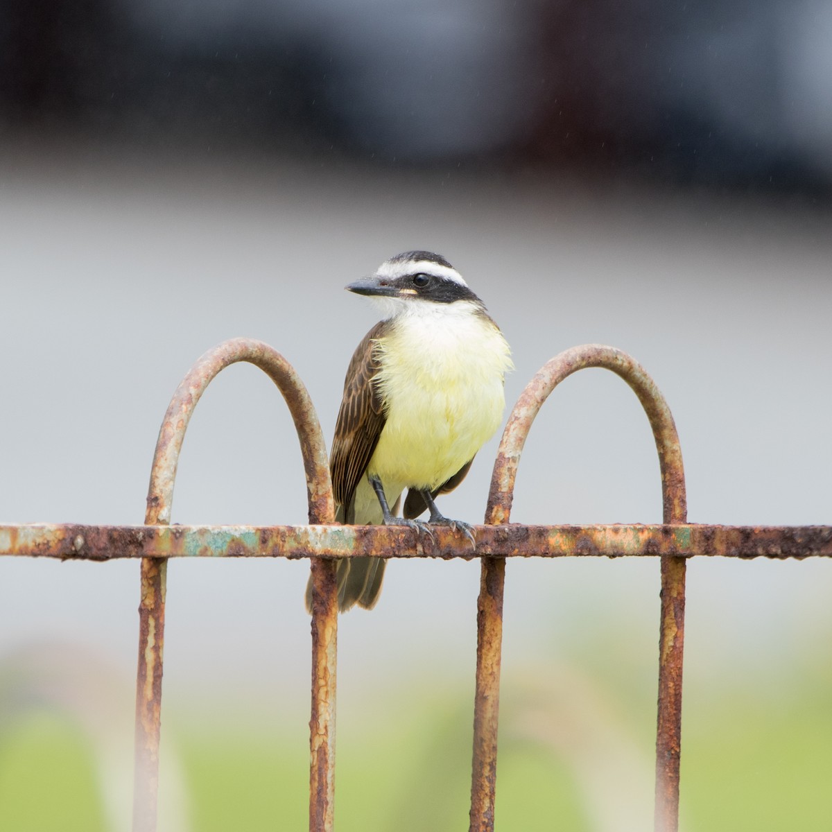 Great Kiskadee - Luiz Anjos