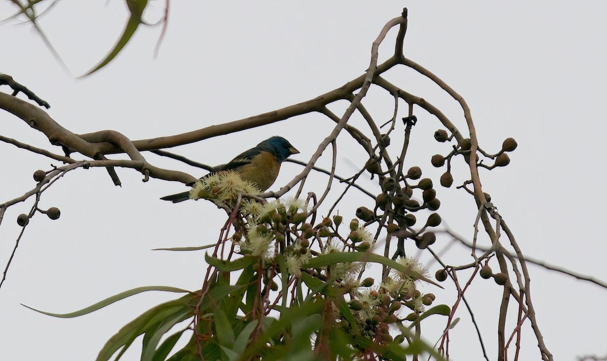 Lazuli Bunting - Jane Mygatt