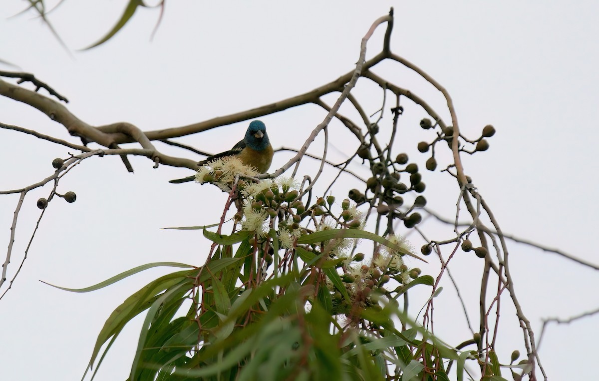 Lazuli Bunting - Jane Mygatt