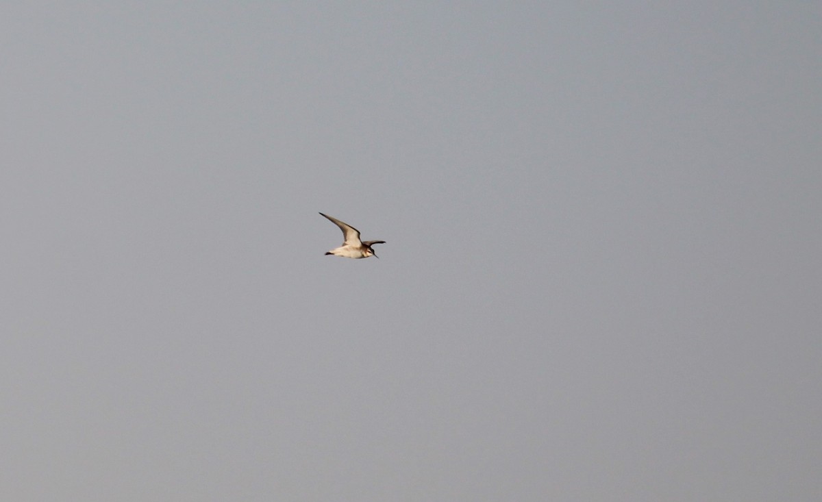 Wilson's Phalarope - Steve Charbonneau