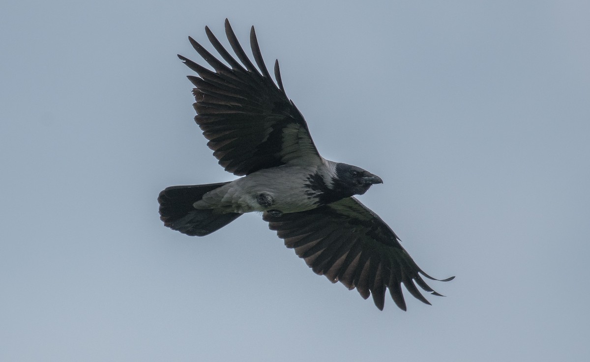 Hooded Crow - ML619404836