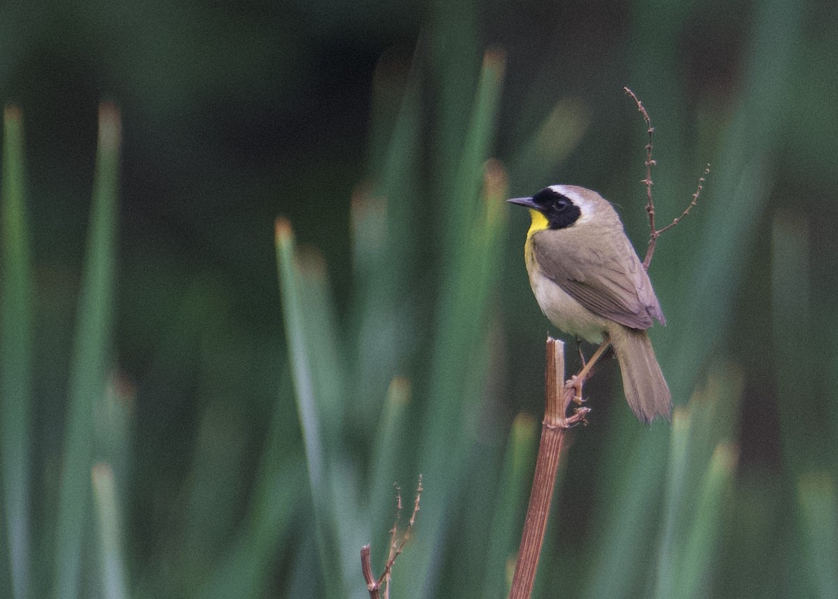 Common Yellowthroat - Kanayo Rolle