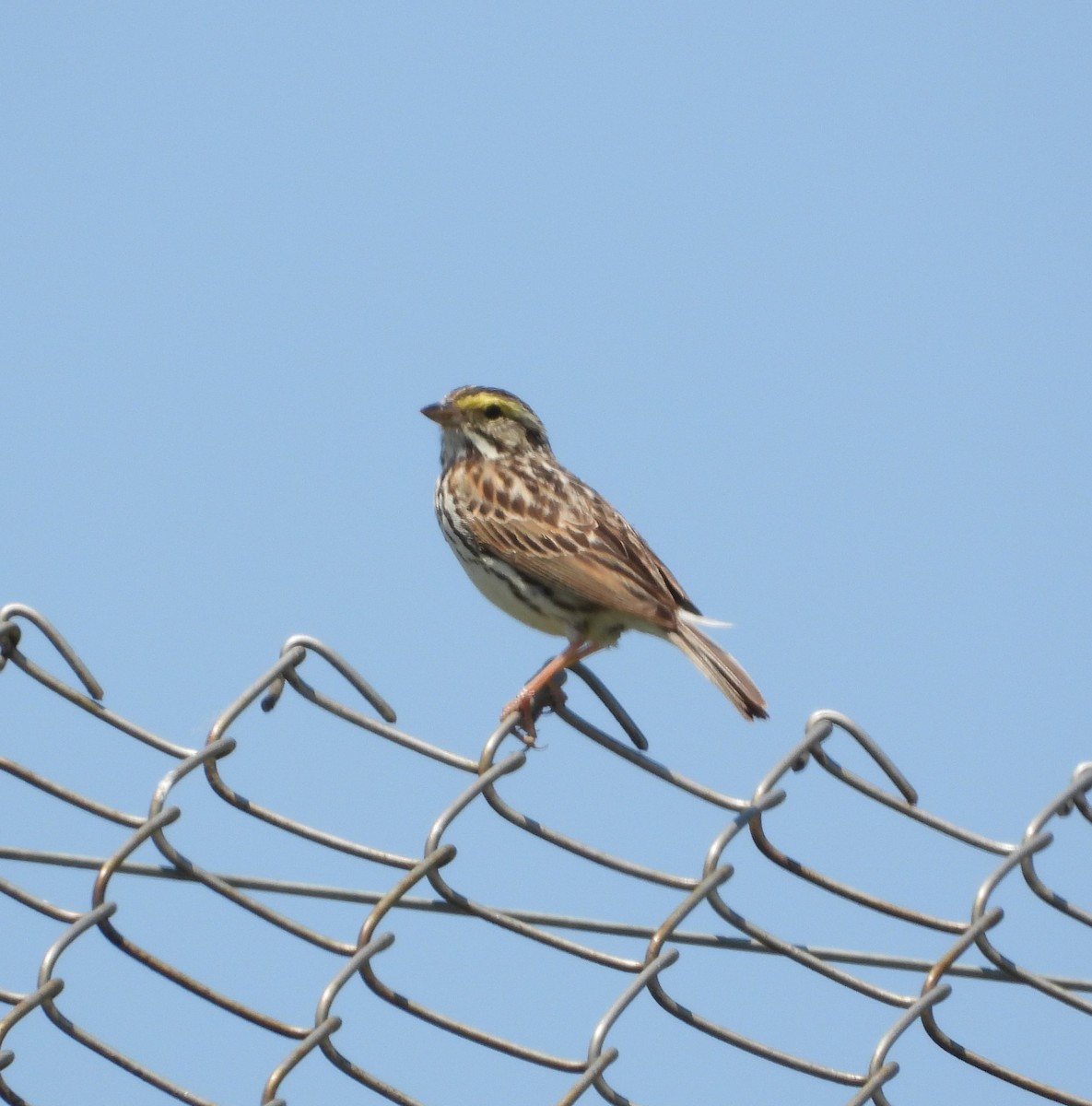 Savannah Sparrow - Amy Lyyski