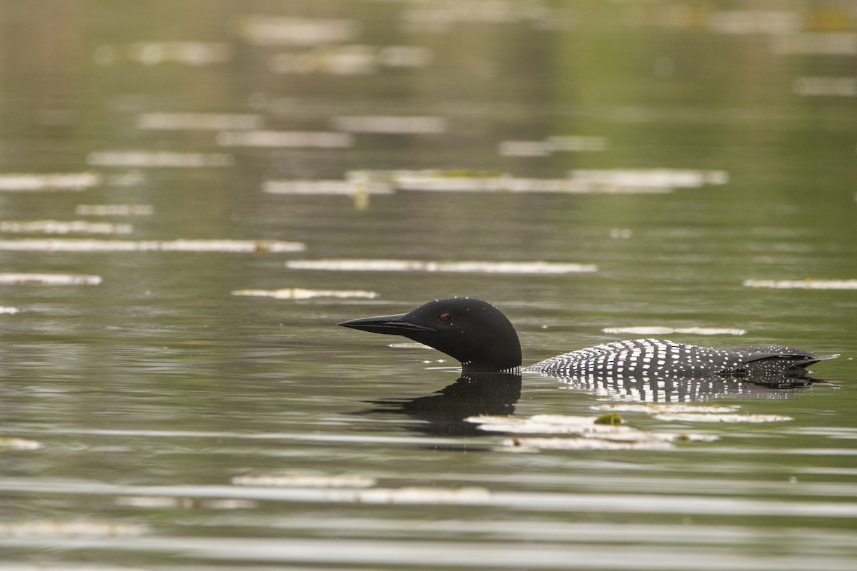 Plongeon huard - ML619404839