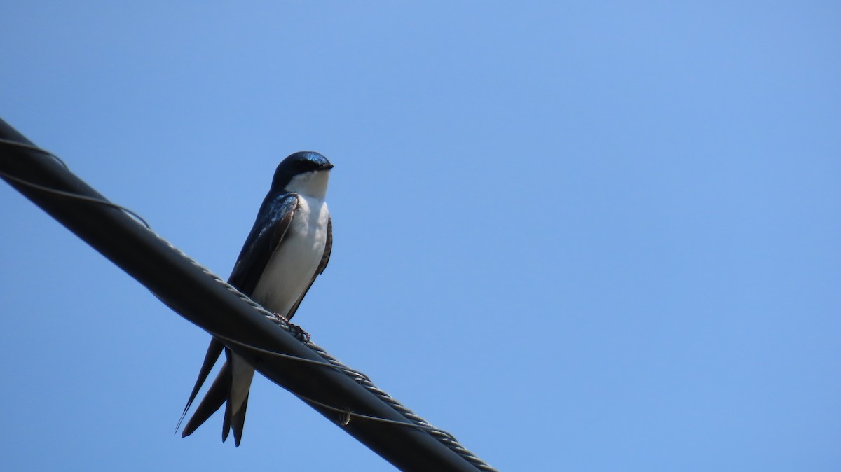 Tree Swallow - Richard Spedding