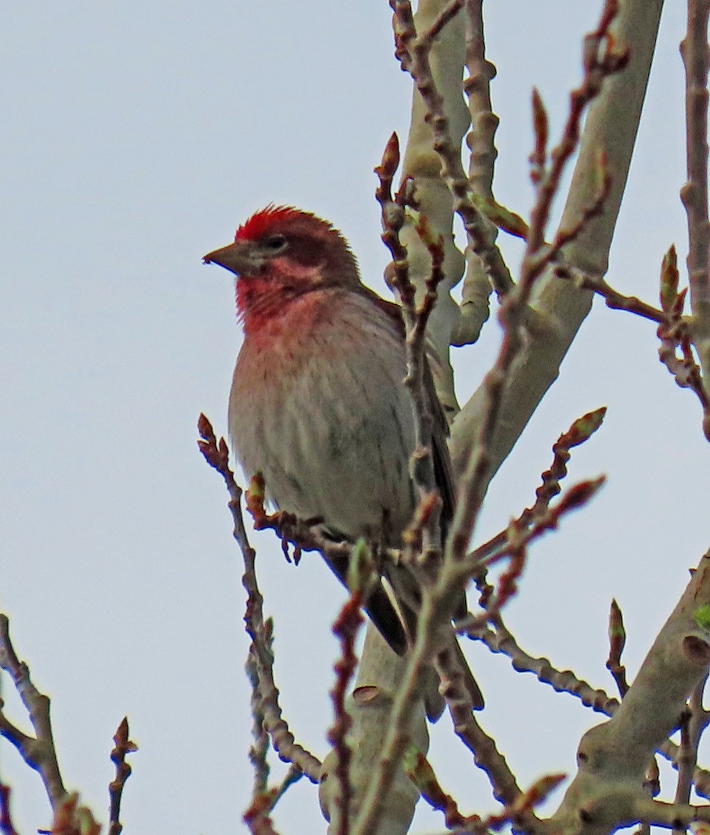 Cassin's Finch - JoAnn Potter Riggle 🦤