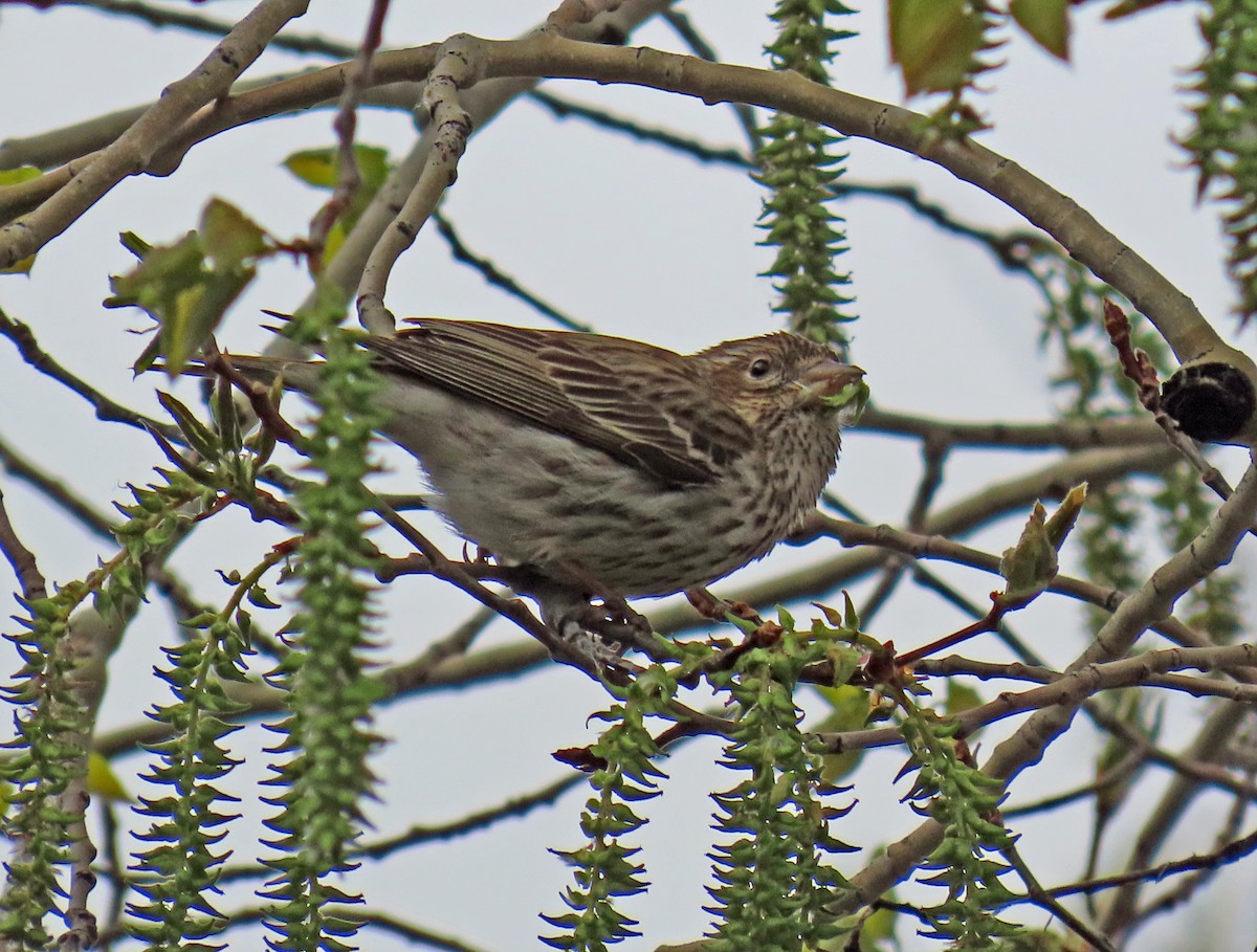 Cassin's Finch - JoAnn Potter Riggle 🦤