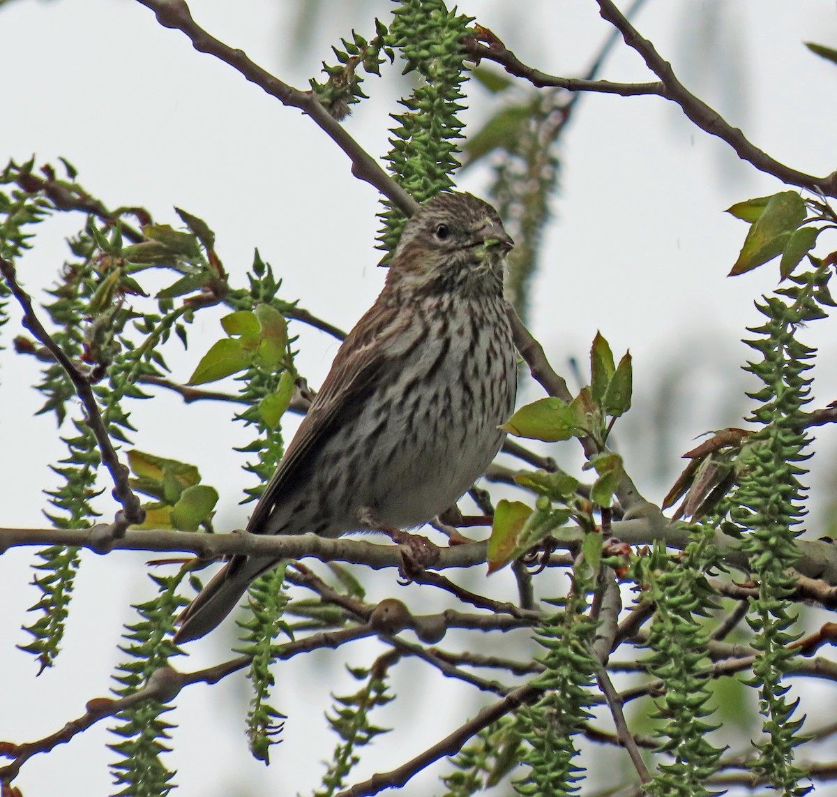 Cassin's Finch - JoAnn Potter Riggle 🦤